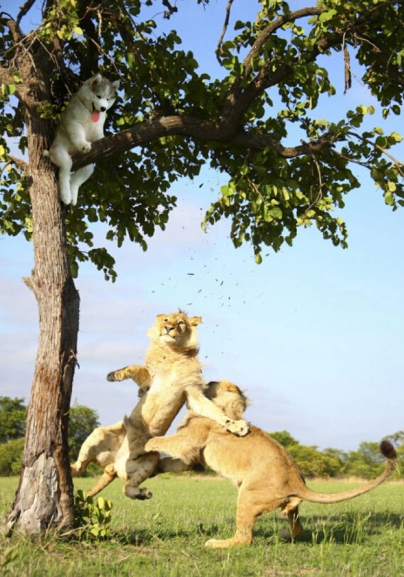 Husky atrapado en un cocotero se ha convertido en un popular héroe de Internet Husky atrapado en un cocotero se ha convertido en un popular héroe de Internet