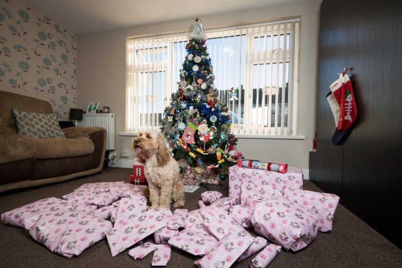 "I love Lola more than my son": a British woman bought 68 gifts for a thousand pounds for a dog "I love Lola more than my son": a British woman bought 68 gifts for a thousand pounds for a dog