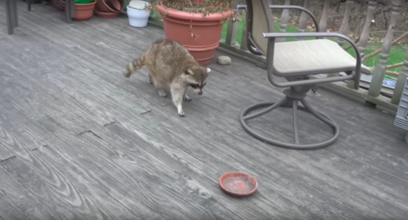 If you want to live, know how to spin: a blind raccoon hired two bodyguards and paid for services with food If you want to live, know how to spin: a blind raccoon hired two bodyguards and paid for services with food