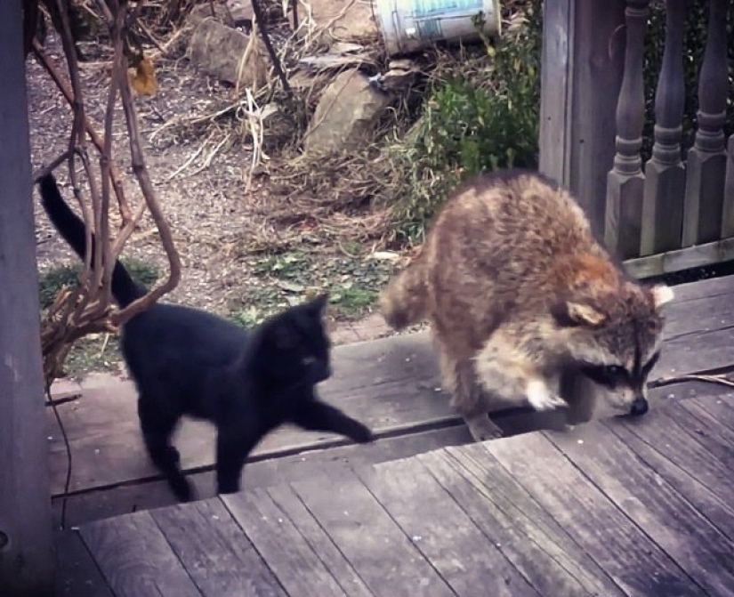 If you want to live, know how to spin: a blind raccoon hired two bodyguards and paid for services with food If you want to live, know how to spin: a blind raccoon hired two bodyguards and paid for services with food