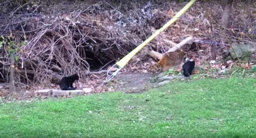 If you want to live, know how to spin: a blind raccoon hired two bodyguards and paid for services with food If you want to live, know how to spin: a blind raccoon hired two bodyguards and paid for services with food