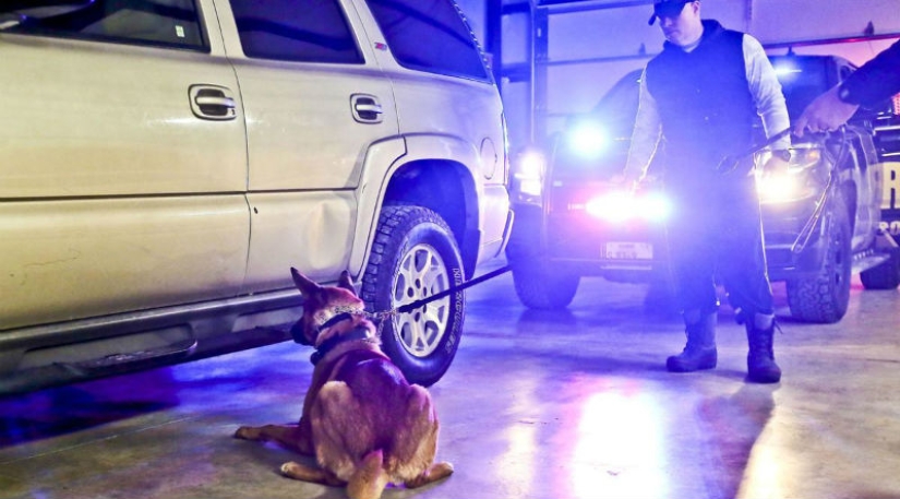Illinois Dog Handlers threaten to Euthanize Service dogs if they Legalize marijuana Illinois Dog Handlers threaten to Euthanize Service dogs if they Legalize marijuana