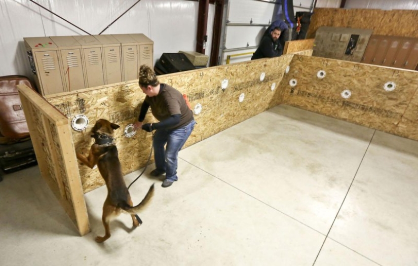 Illinois Dog Handlers threaten to Euthanize Service dogs if they Legalize marijuana Illinois Dog Handlers threaten to Euthanize Service dogs if they Legalize marijuana