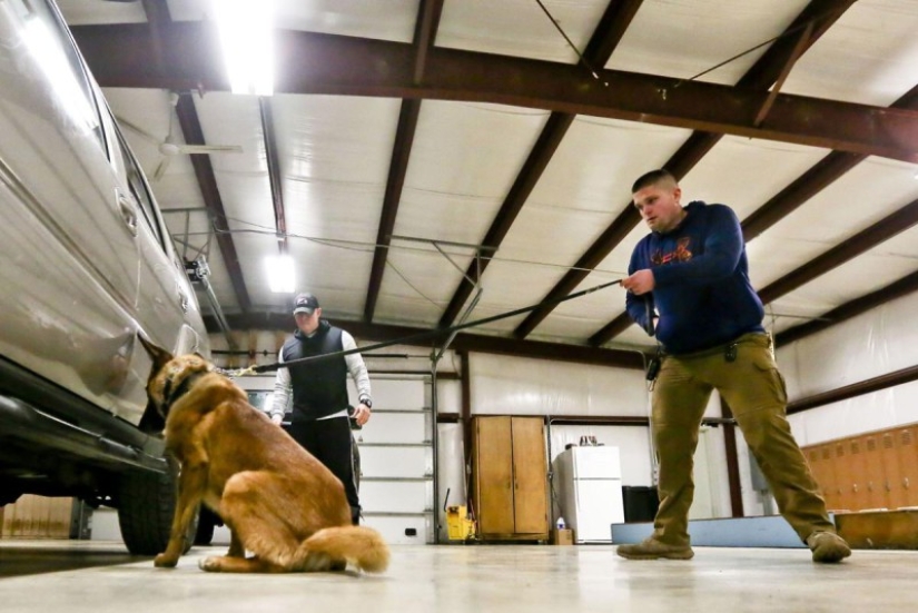 Illinois Dog Handlers threaten to Euthanize Service dogs if they Legalize marijuana Illinois Dog Handlers threaten to Euthanize Service dogs if they Legalize marijuana