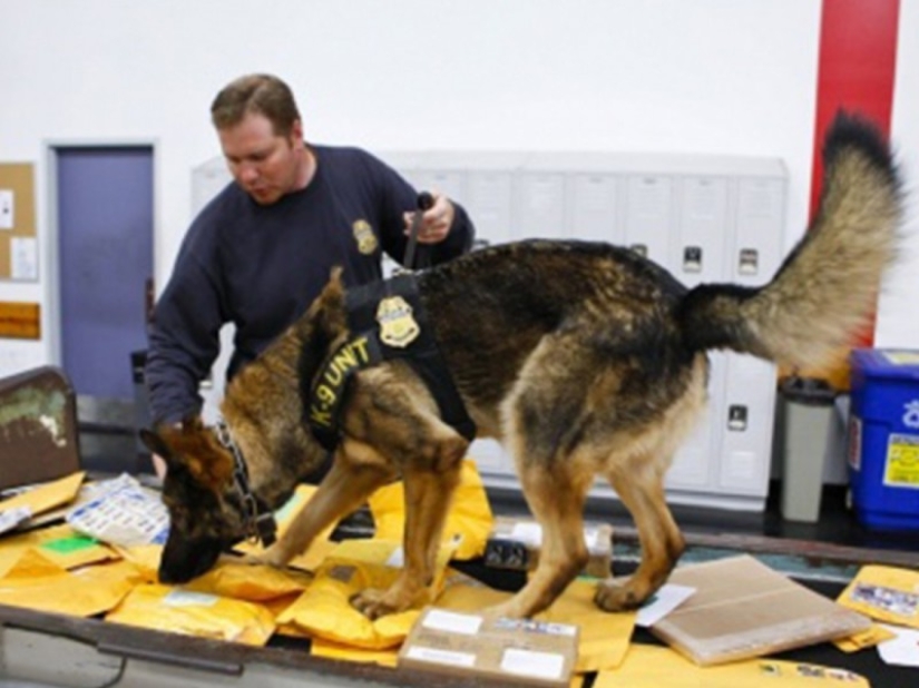 Illinois Dog Handlers threaten to Euthanize Service dogs if they Legalize marijuana Illinois Dog Handlers threaten to Euthanize Service dogs if they Legalize marijuana