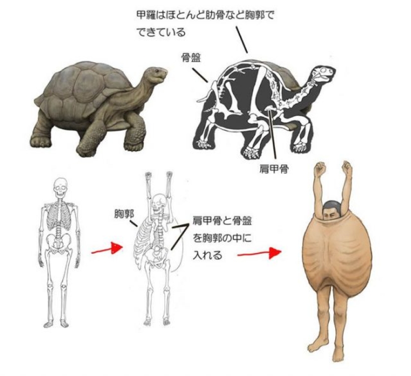 Ilustrador japonés muestra cómo se vería la gente si tuviéramos los huesos de varios animales
