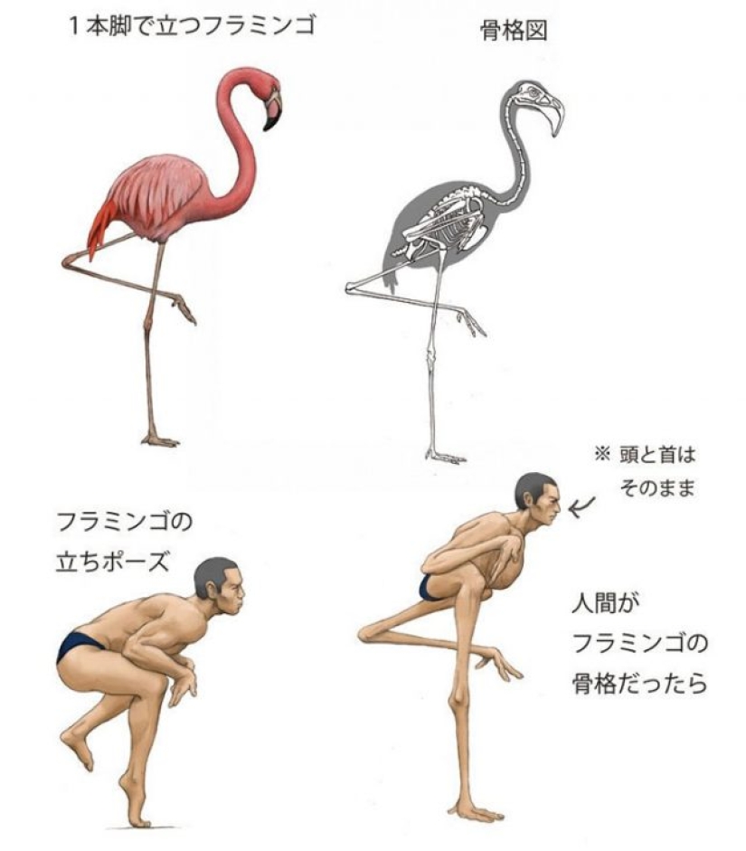 Ilustrador japonés muestra cómo se vería la gente si tuviéramos los huesos de varios animales