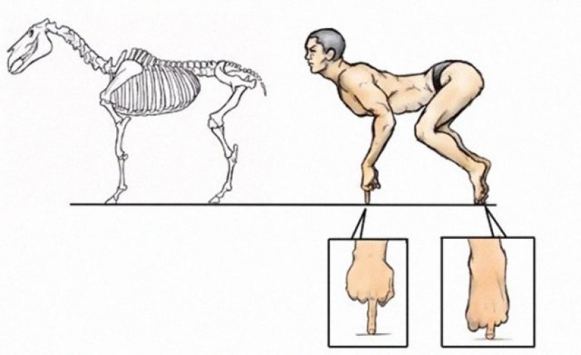 Ilustrador japonés muestra cómo se vería la gente si tuviéramos los huesos de varios animales