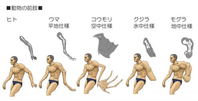 Ilustrador japonés muestra cómo se vería la gente si tuviéramos los huesos de varios animales