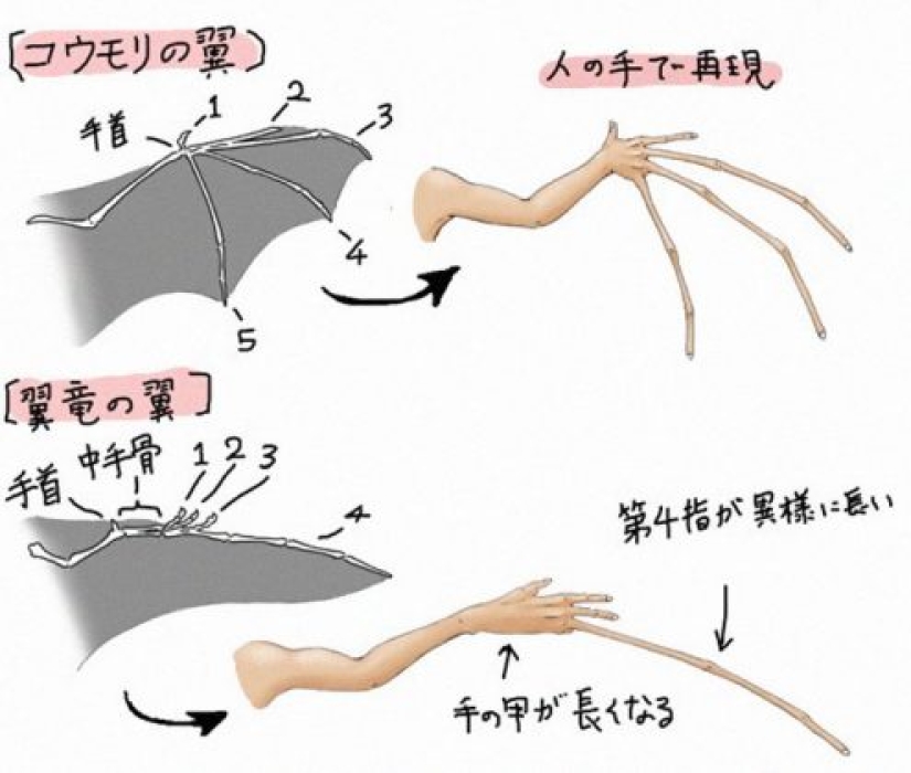 Ilustrador japonés muestra cómo se vería la gente si tuviéramos los huesos de varios animales