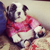 Imitación del día-30 fotos de cachorros que harán tu día más feliz