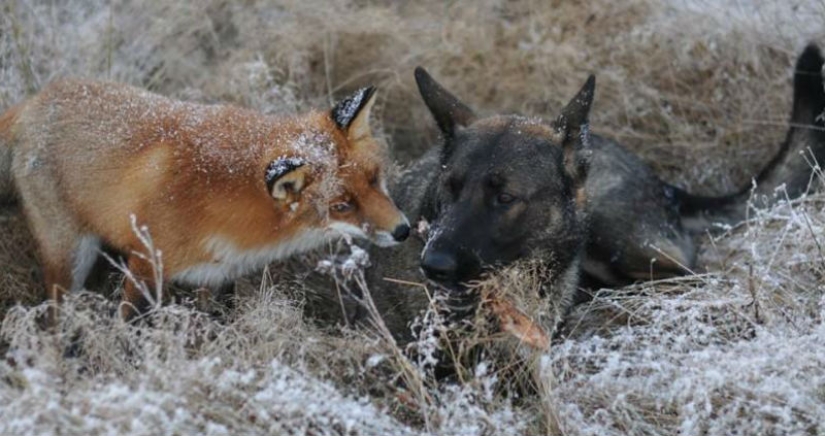 Impossible friendship: a fox and a hunting dog