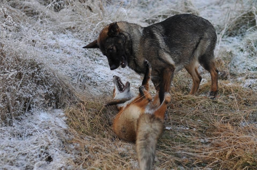 Impossible friendship: a fox and a hunting dog