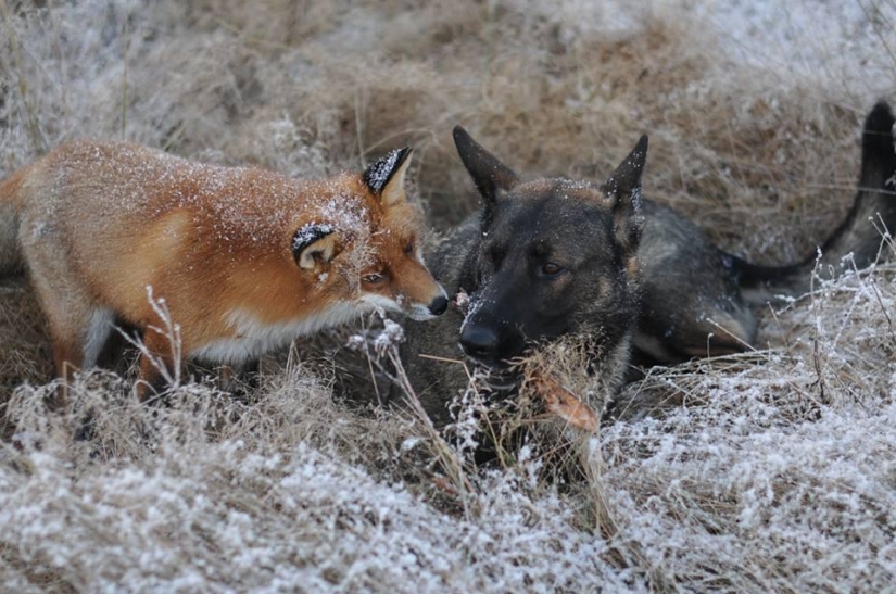 Impossible friendship: a fox and a hunting dog
