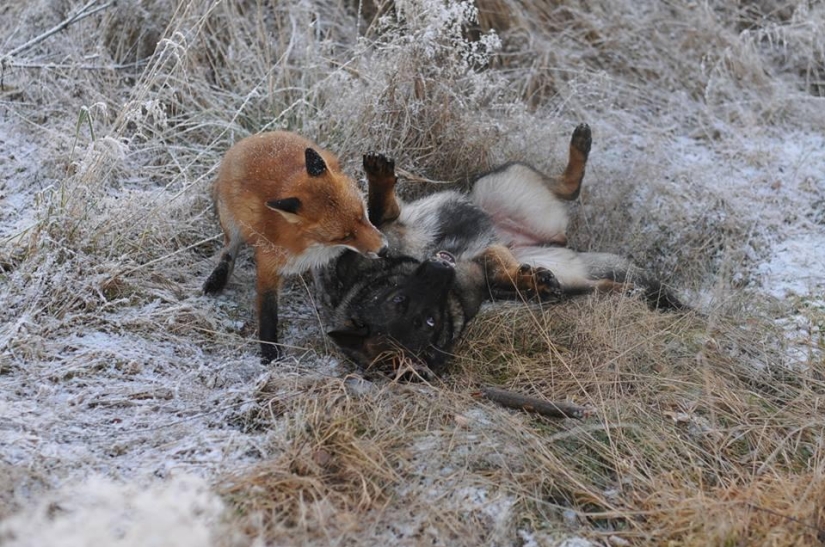 Impossible friendship: a fox and a hunting dog