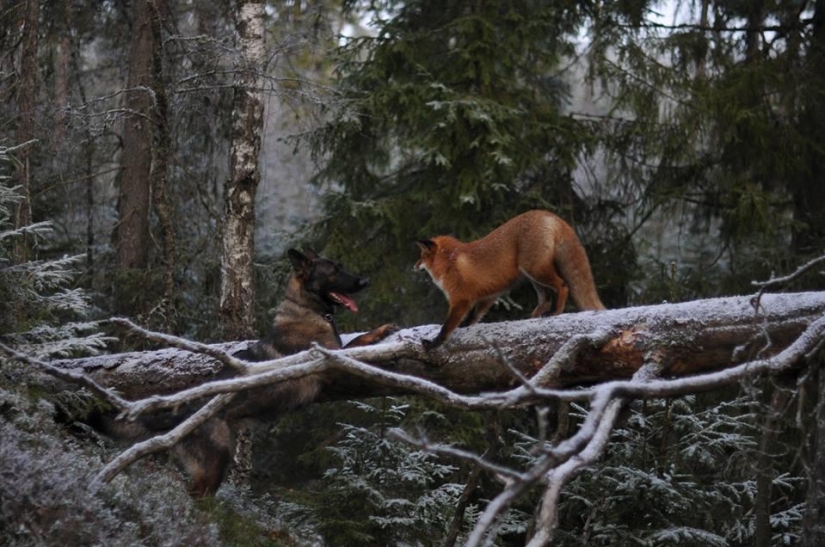 Impossible friendship: a fox and a hunting dog