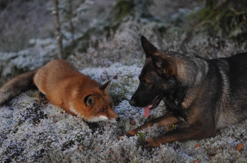 Impossible friendship: a fox and a hunting dog