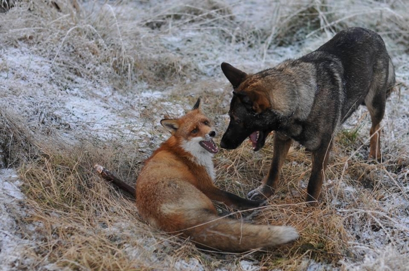 Impossible friendship: a fox and a hunting dog
