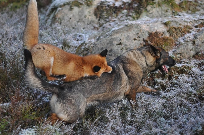 Impossible friendship: a fox and a hunting dog