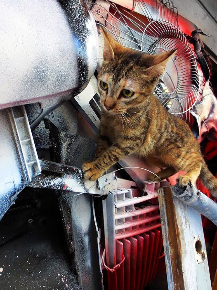 Impresionante arte callejero en forma de animales hechos completamente de basura Impresionante arte callejero en forma de animales hechos completamente de basura