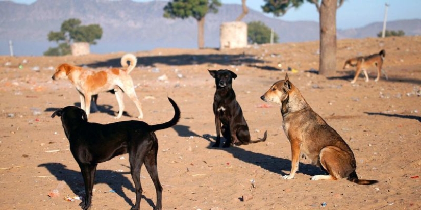"In a few months you will howl like a wolf": the story of a Muscovite woman who moved to live in Cyprus