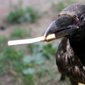 In Amsterdam they want to teach crows to collect cigarette butts