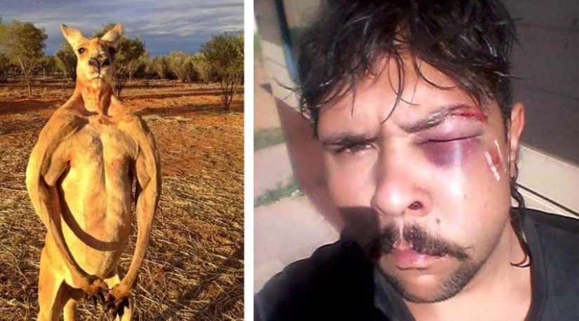 In Australia, a kangaroo knocked out a hunter by breaking his jaw In Australia, a kangaroo knocked out a hunter by breaking his jaw