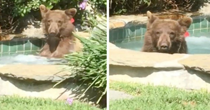 In California, a bear chased away the owners of the house, climbed into the Jacuzzi and drank their Margarita In California, a bear chased away the owners of the house, climbed into the Jacuzzi and drank their Margarita