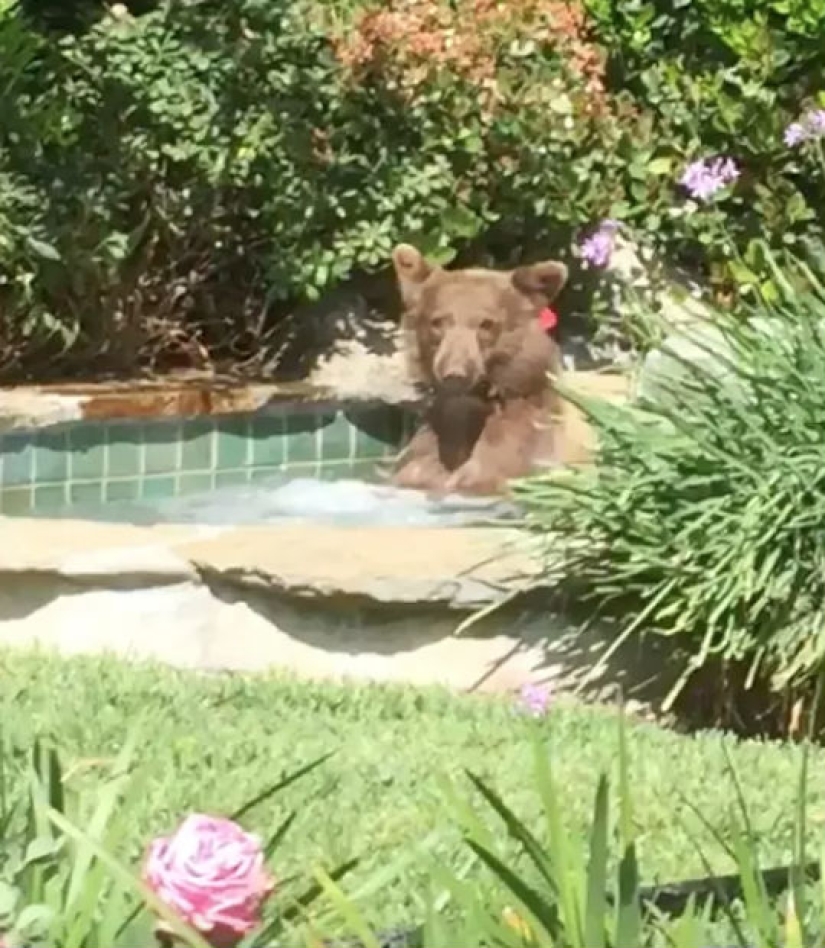In California, a bear chased away the owners of the house, climbed into the Jacuzzi and drank their Margarita In California, a bear chased away the owners of the house, climbed into the Jacuzzi and drank their Margarita
