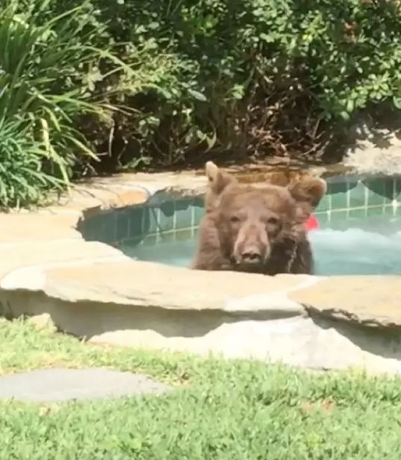 In California, a bear chased away the owners of the house, climbed into the Jacuzzi and drank their Margarita In California, a bear chased away the owners of the house, climbed into the Jacuzzi and drank their Margarita