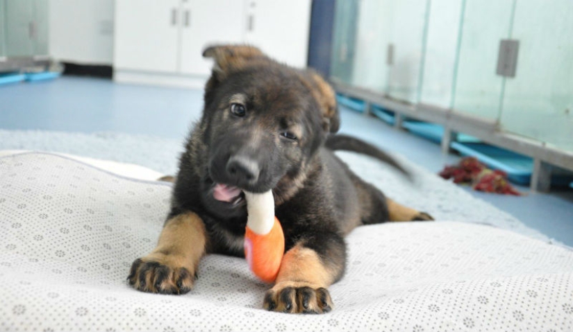 In China, the puppy of the first cloned police dog has started training In China, the puppy of the first cloned police dog has started training