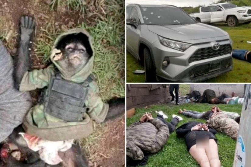 In Mexico, an equipped monkey died in a shootout between drug cartels In Mexico, an equipped monkey died in a shootout between drug cartels