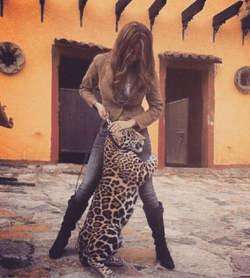 In Mexico, an equipped monkey died in a shootout between drug cartels In Mexico, an equipped monkey died in a shootout between drug cartels