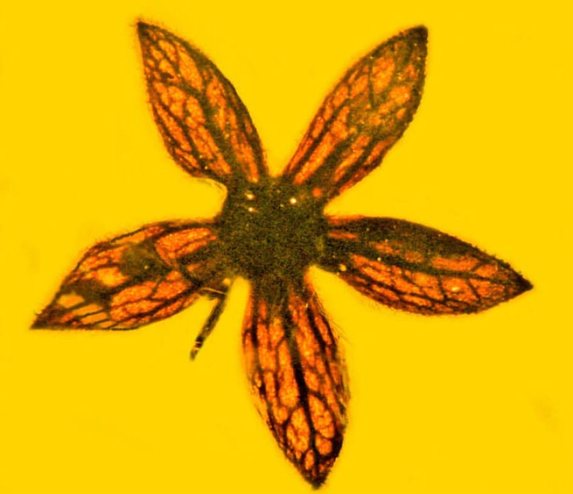 In Myanmar, flowers of an unknown species, which are 100 million years old, were found in amber In Myanmar, flowers of an unknown species, which are 100 million years old, were found in amber