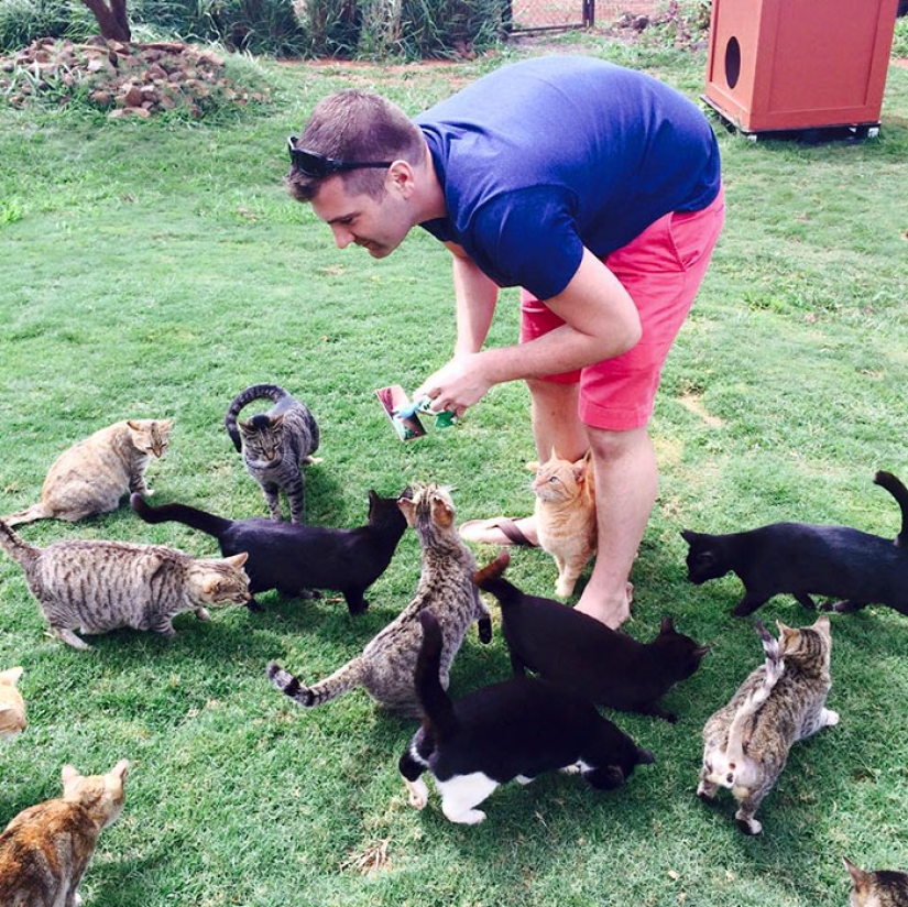In the cat sanctuary in Hawaii, you can pet up to 500 cats at once