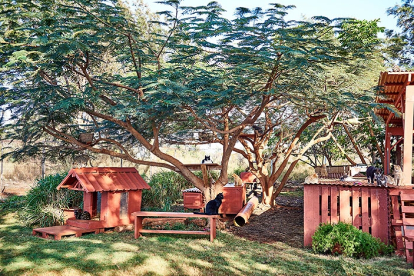 In the cat sanctuary in Hawaii, you can pet up to 500 cats at once