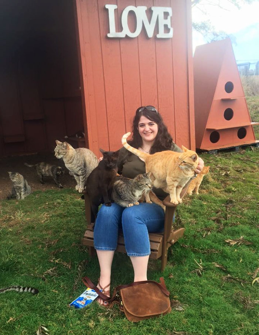 In the cat sanctuary in Hawaii, you can pet up to 500 cats at once