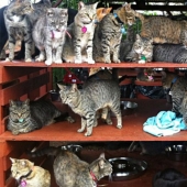 In the cat sanctuary in Hawaii, you can pet up to 500 cats at once