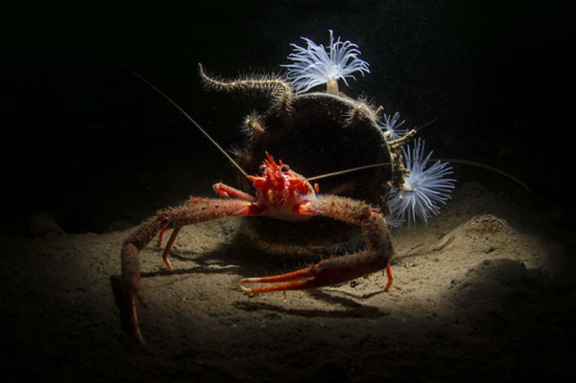 In the Domain of Neptune: the Underwater Kingdom in the photos of the 2019 Underwater Photographer of the Year contest