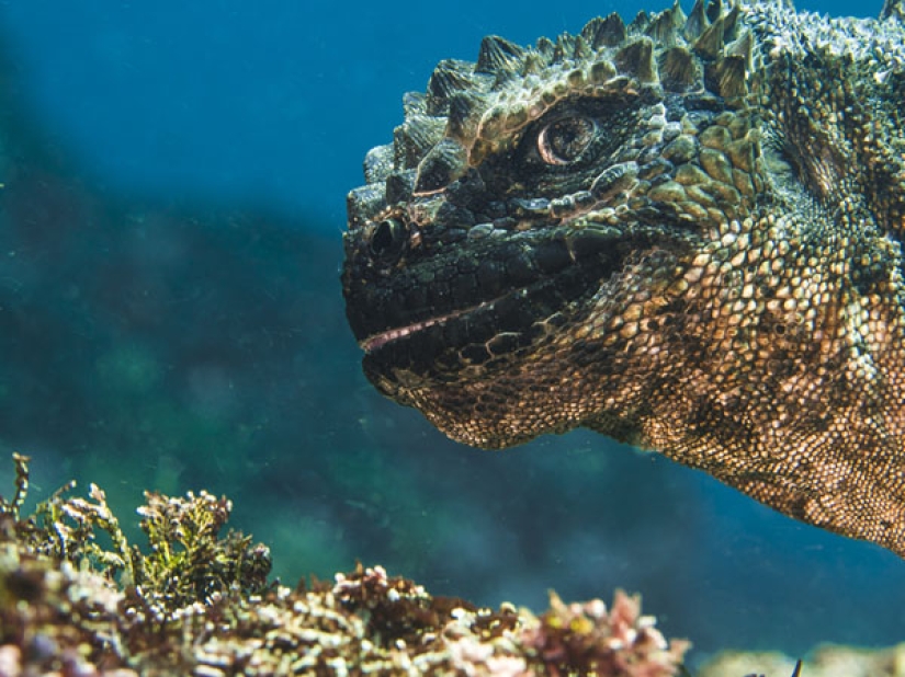 In the Domain of Neptune: the Underwater Kingdom in the photos of the 2019 Underwater Photographer of the Year contest