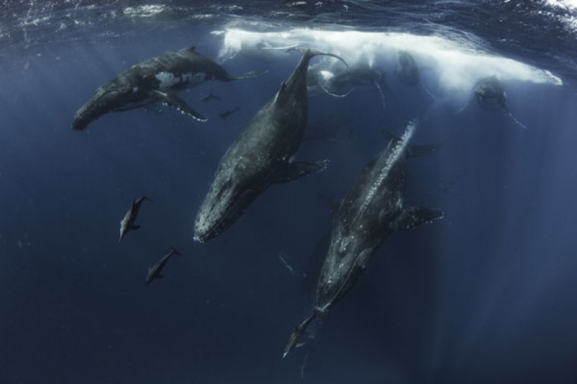 In the Domain of Neptune: the Underwater Kingdom in the photos of the 2019 Underwater Photographer of the Year contest