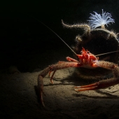 In the Domain of Neptune: the Underwater Kingdom in the photos of the 2019 Underwater Photographer of the Year contest