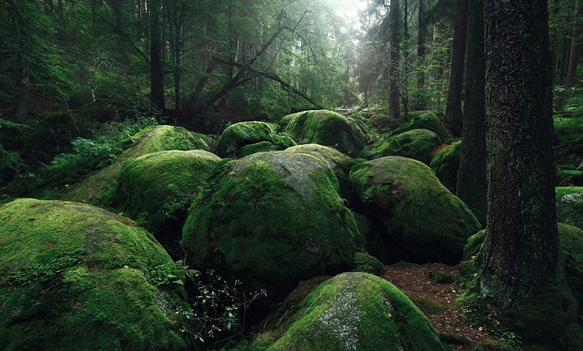 In the footsteps of the Brothers Grimm