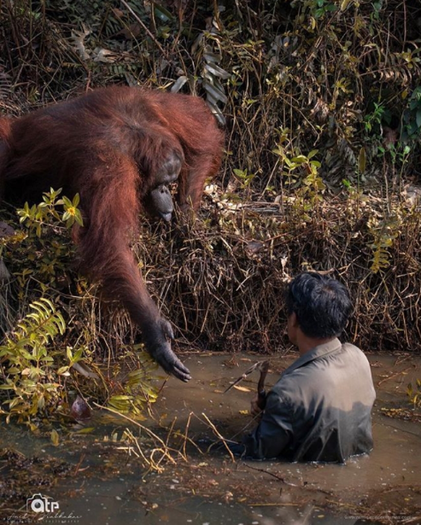 In the forests of Borneo, an orangutan came to the aid of a man and got into the frame