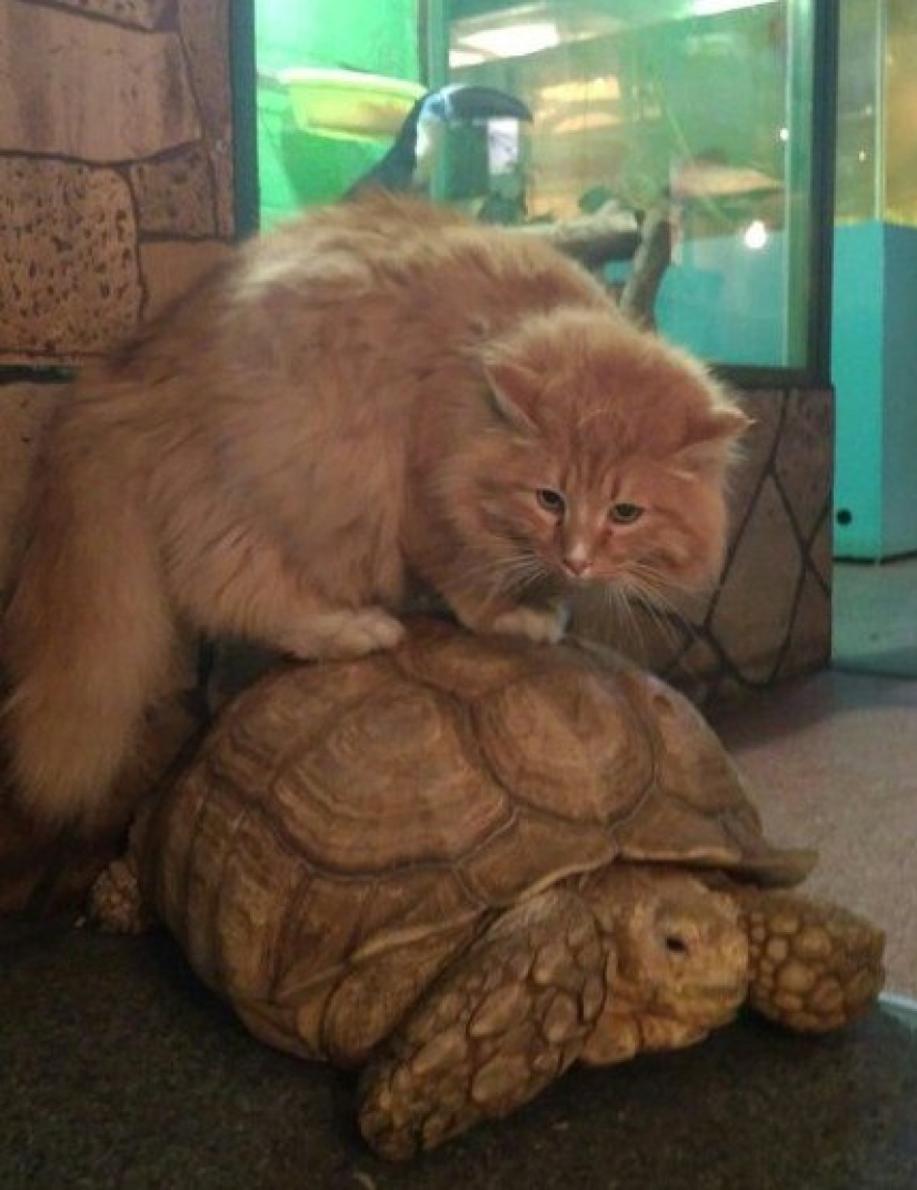 In the Irkutsk zoo, turtles attempted to escape, but they were betrayed by a guard cat