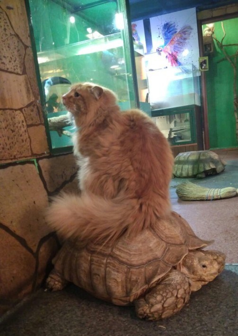 In the Irkutsk zoo, turtles attempted to escape, but they were betrayed by a guard cat