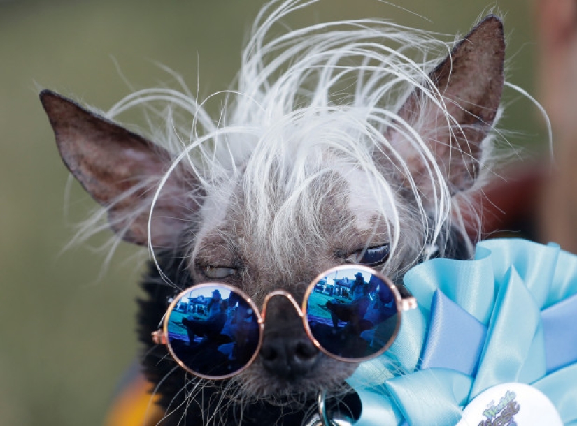 In the USA, they chose the "ugliest dog in the world"