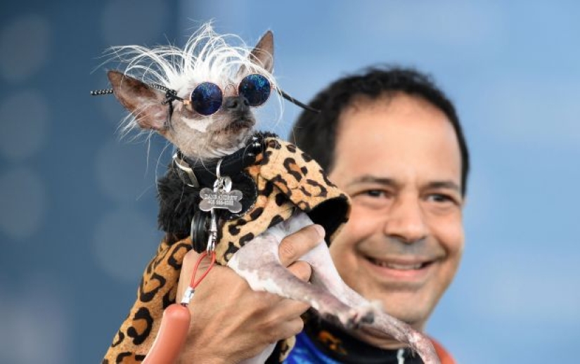 In the USA, they chose the "ugliest dog in the world"