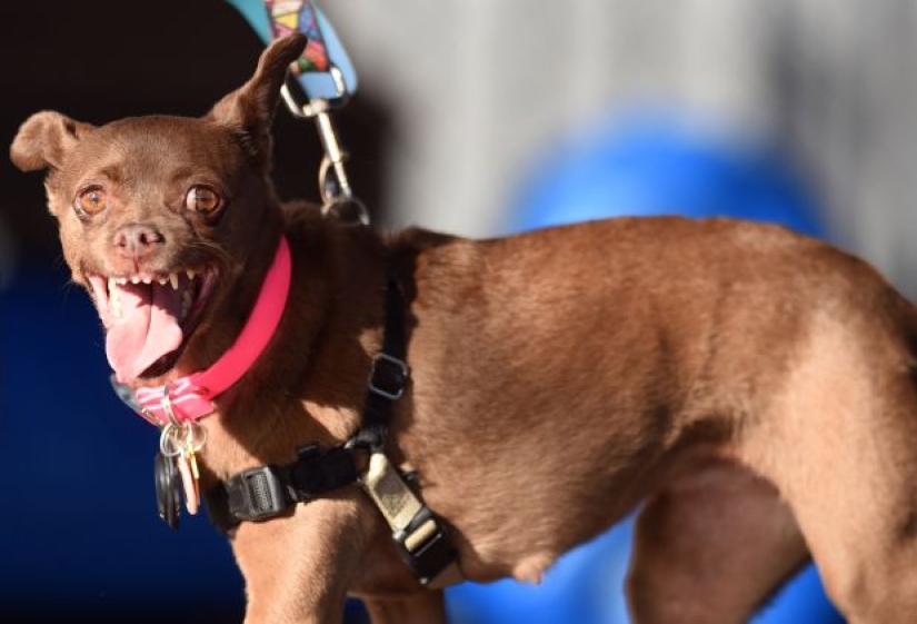 In the USA, they chose the "ugliest dog in the world"