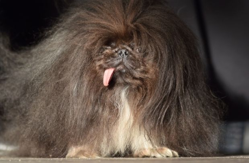 In the USA, they chose the "ugliest dog in the world"